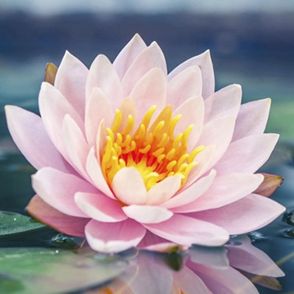 Meet your Posher, Bea - Picture 1 of 1